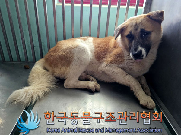 한국동물구조관리협회_411311202300517